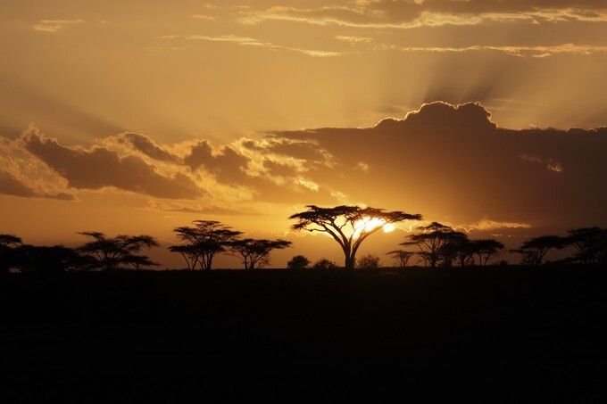 Sunset in the african savanna